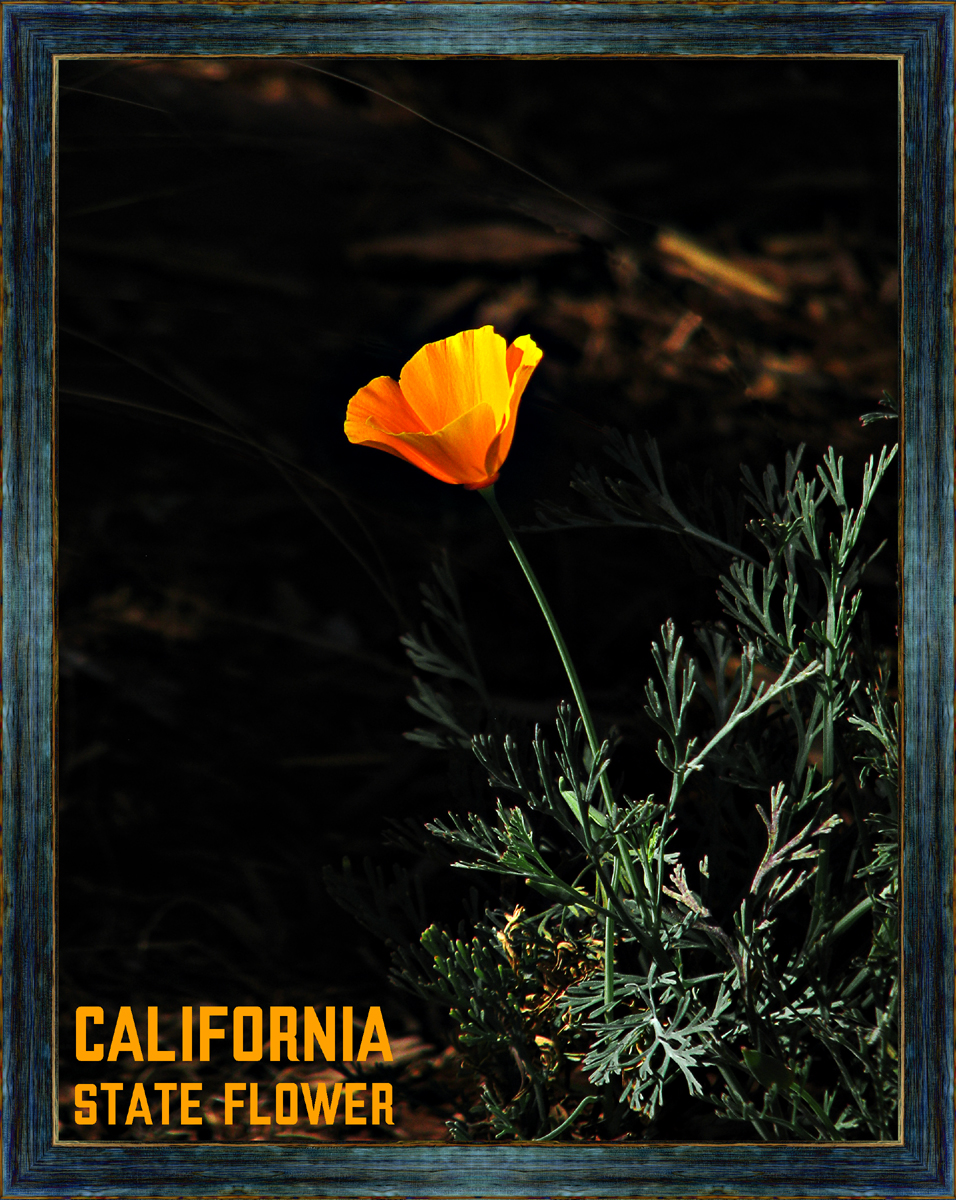 State Flower