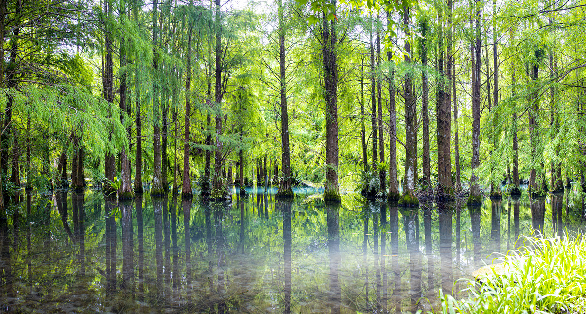 Bald Cypress Grove
