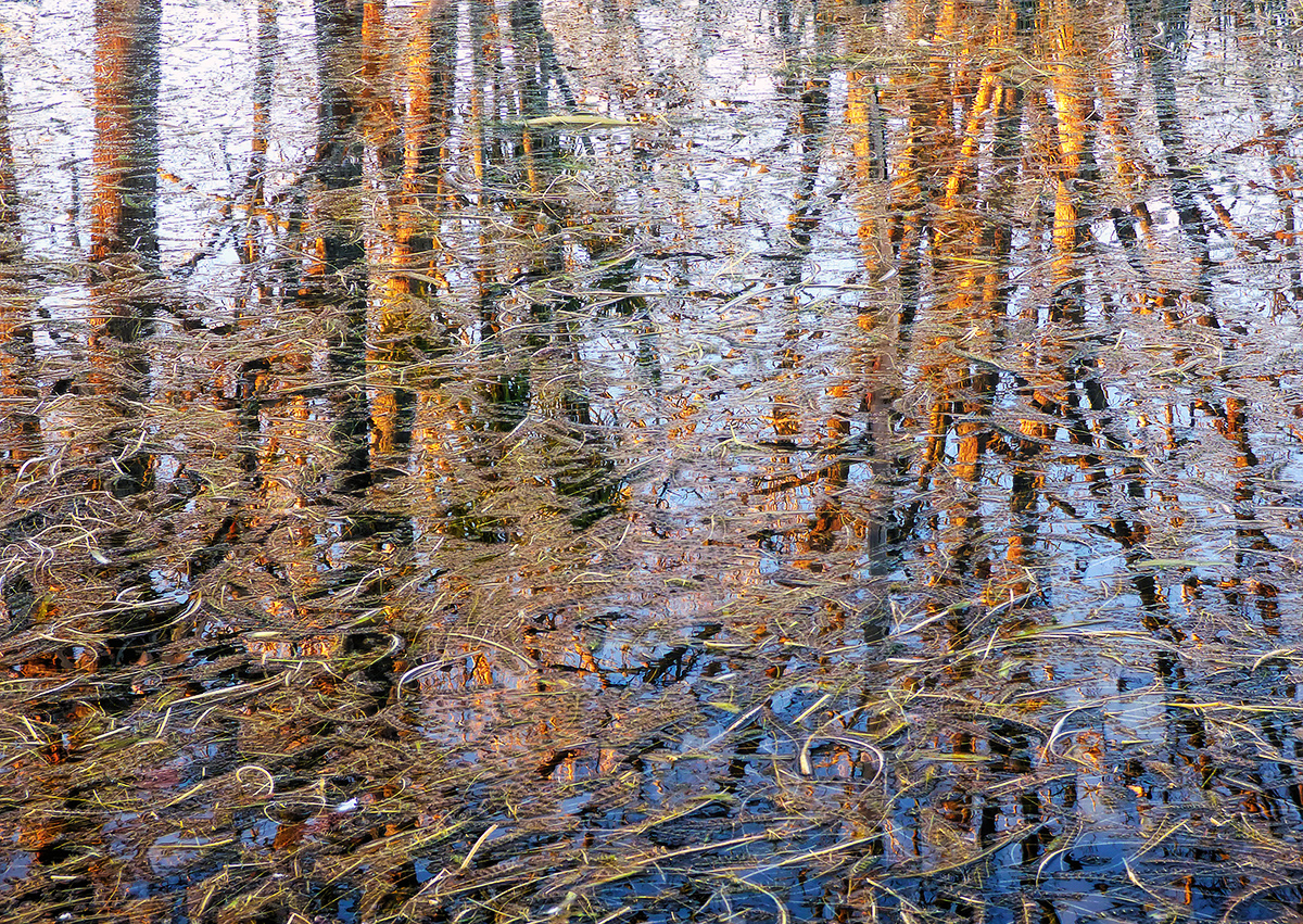 Afternoon Reflections