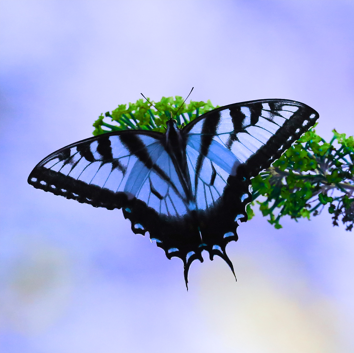 blue