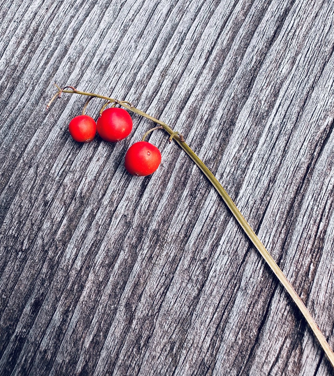 The poisonous berries of the lily of the valley 