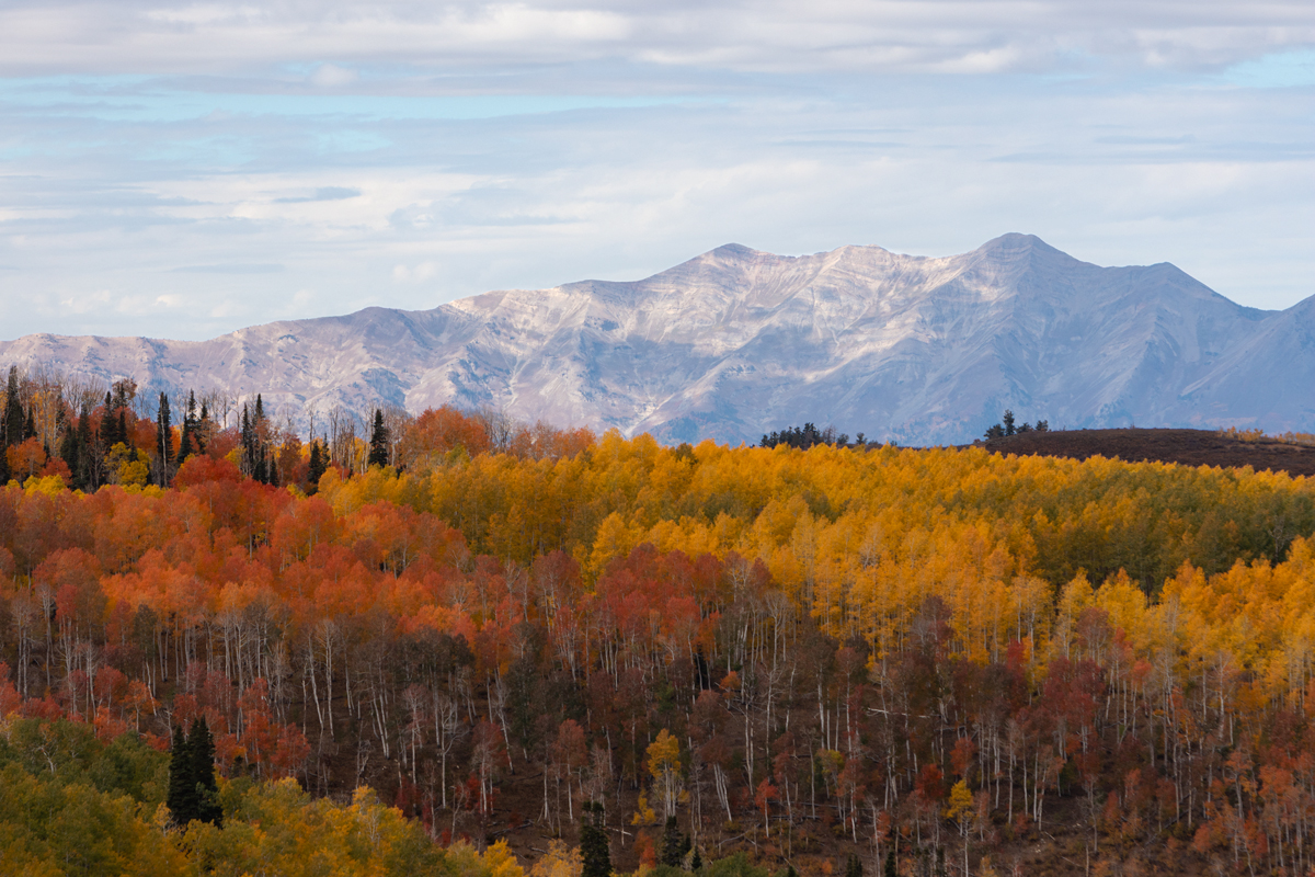 The Autumn Dream