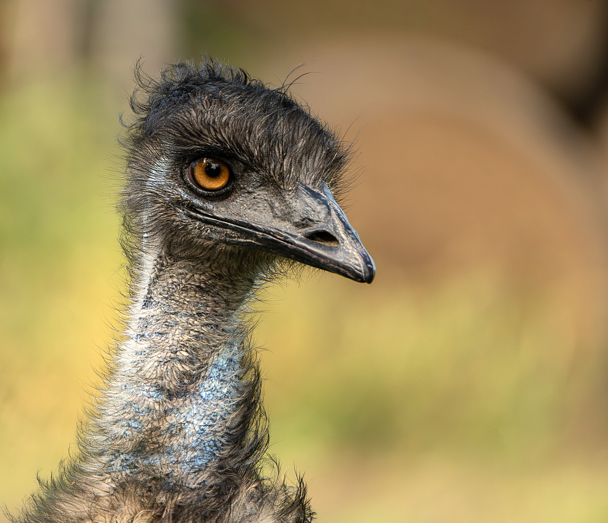 Portrait of an Emu