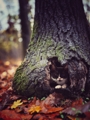 hiding