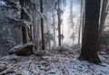 Enchanted Forest