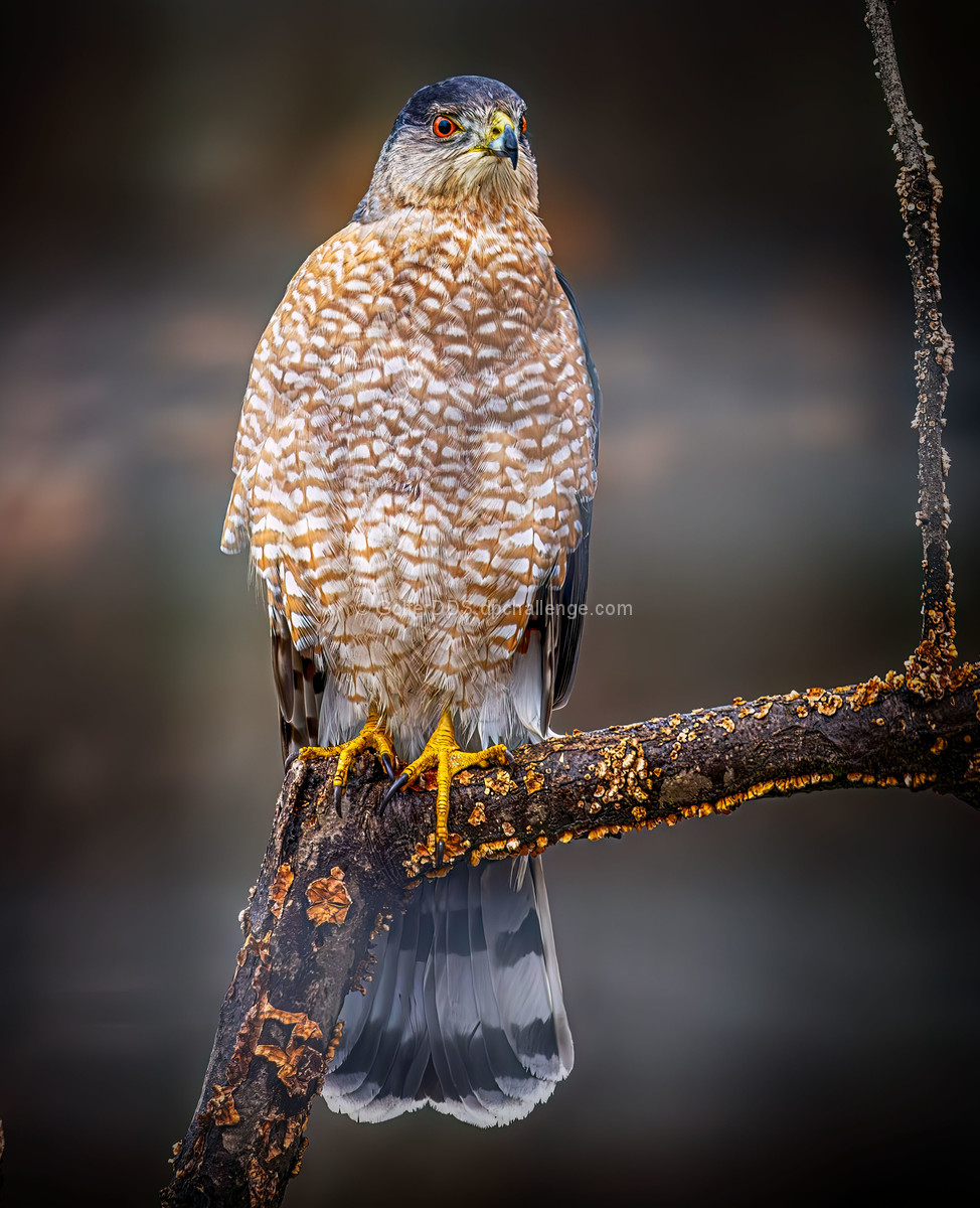 Cooper's hawk
