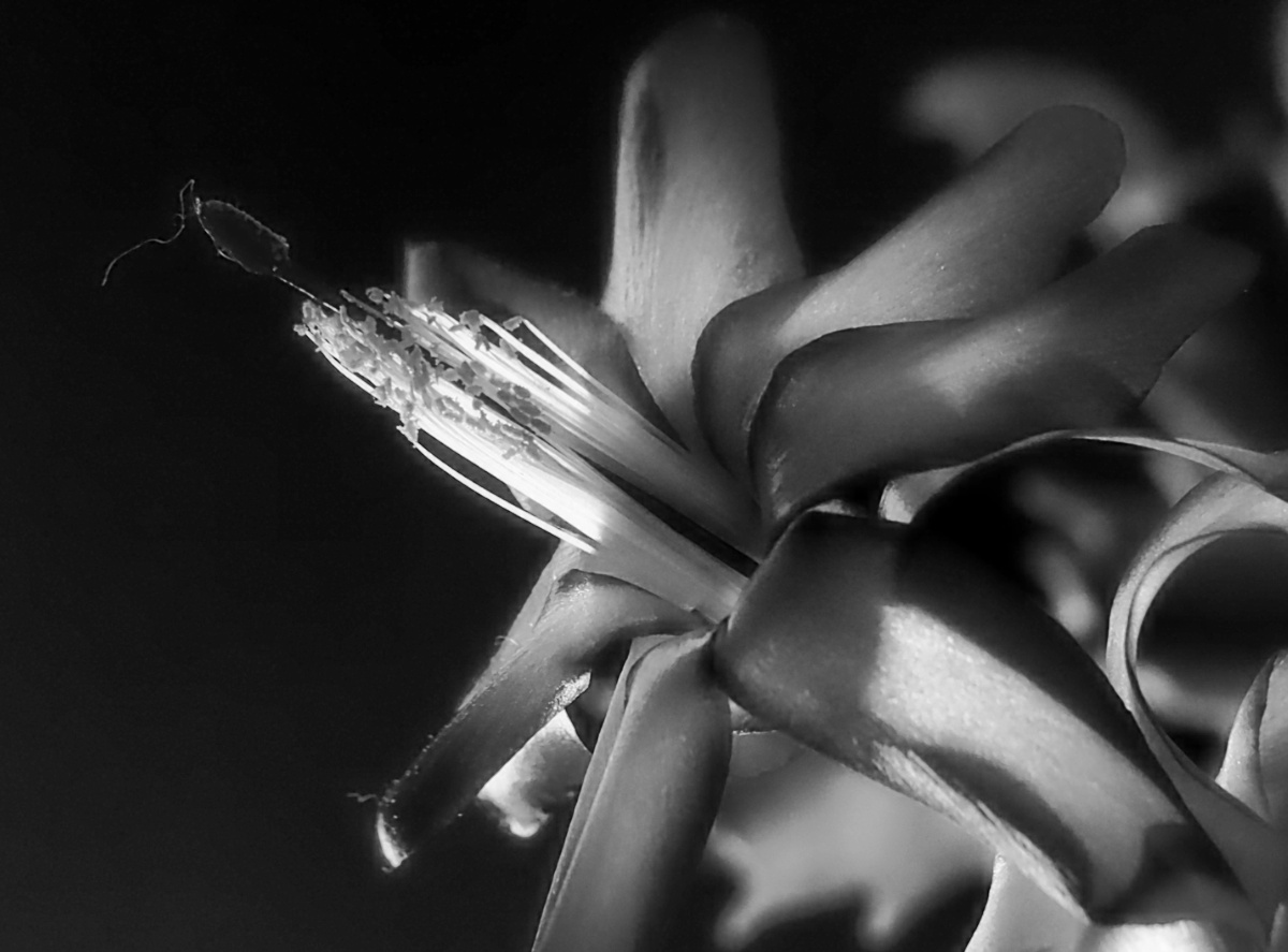 Christmas Cactus in B/W