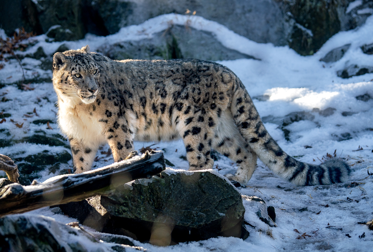 Dappled Light Snow Leopard
