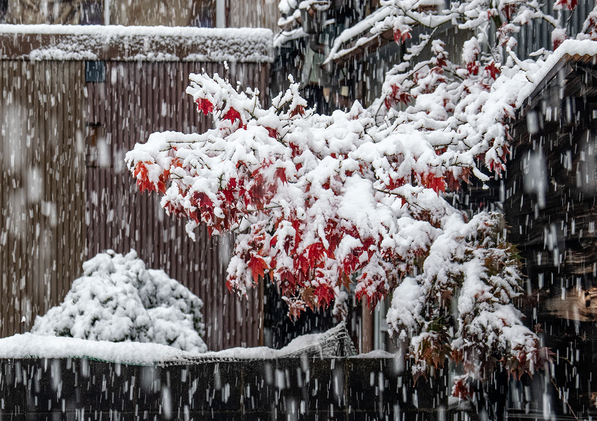 Winter in Japan