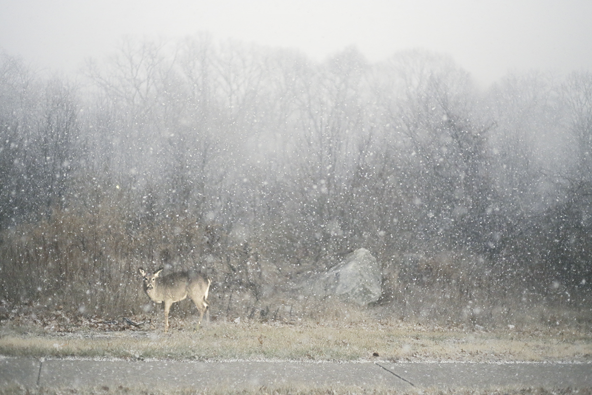 squall