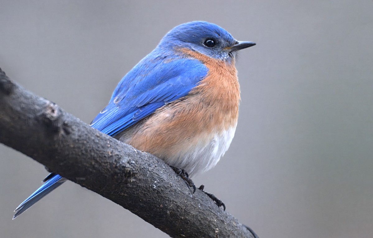 Eastern Bluebird