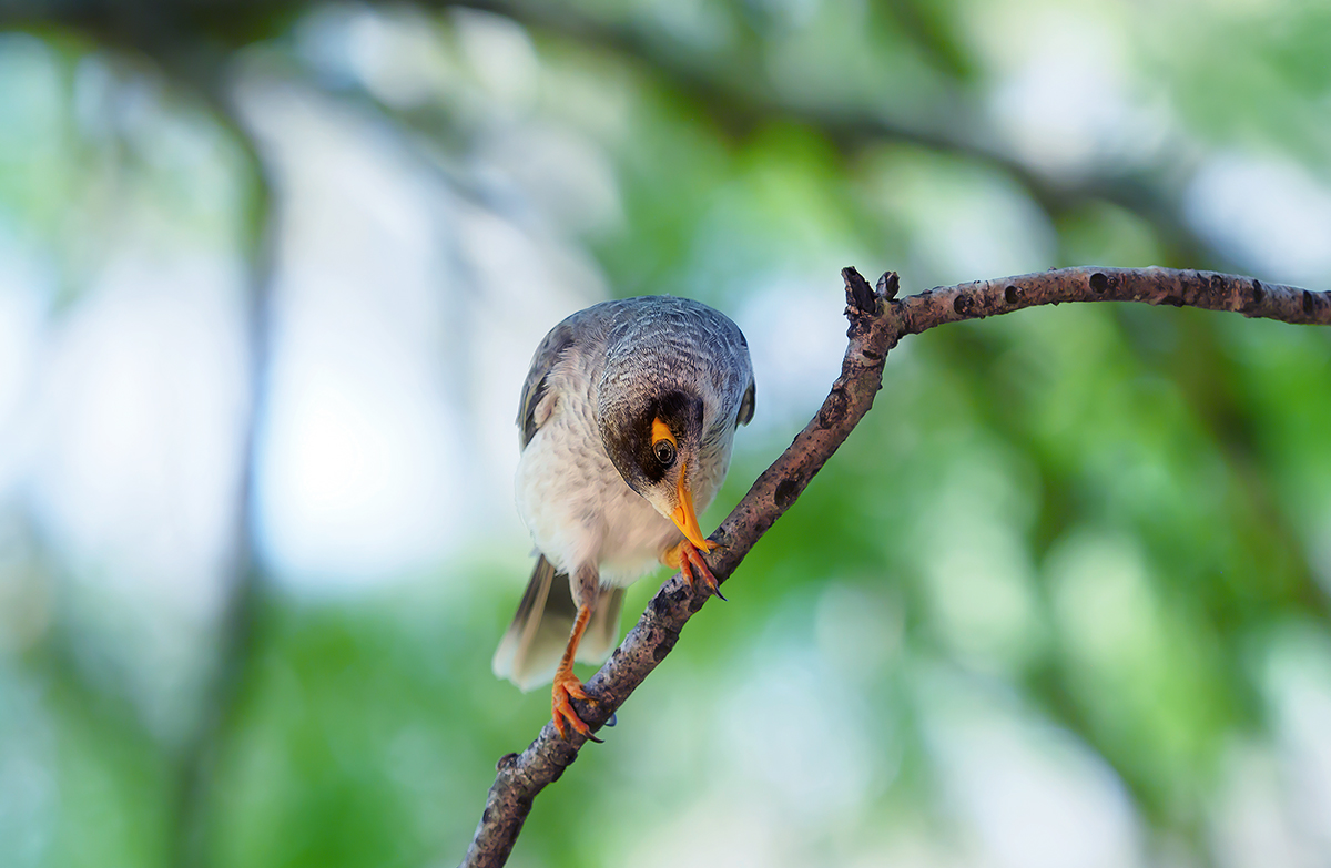 Bird on a Branch