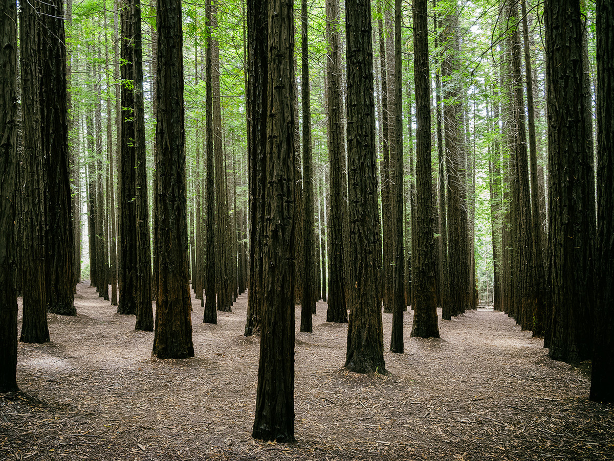 Magnificent Redwoods