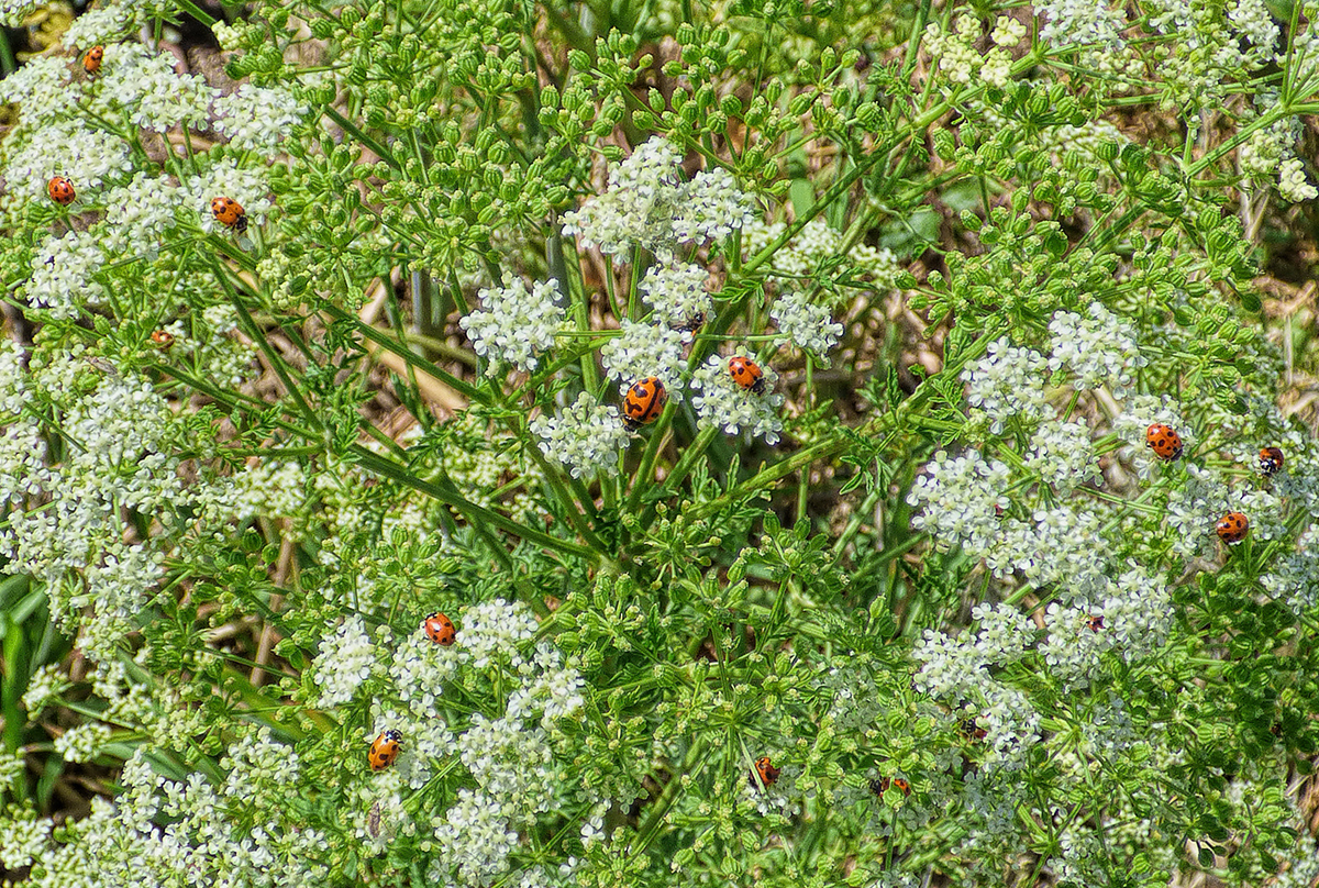 Hemlock and Ladybugs