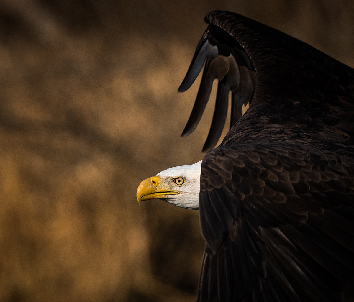 Flight of the Eagle