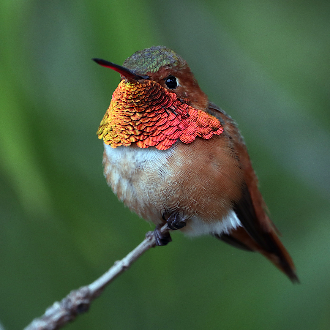 Allen H. Bird