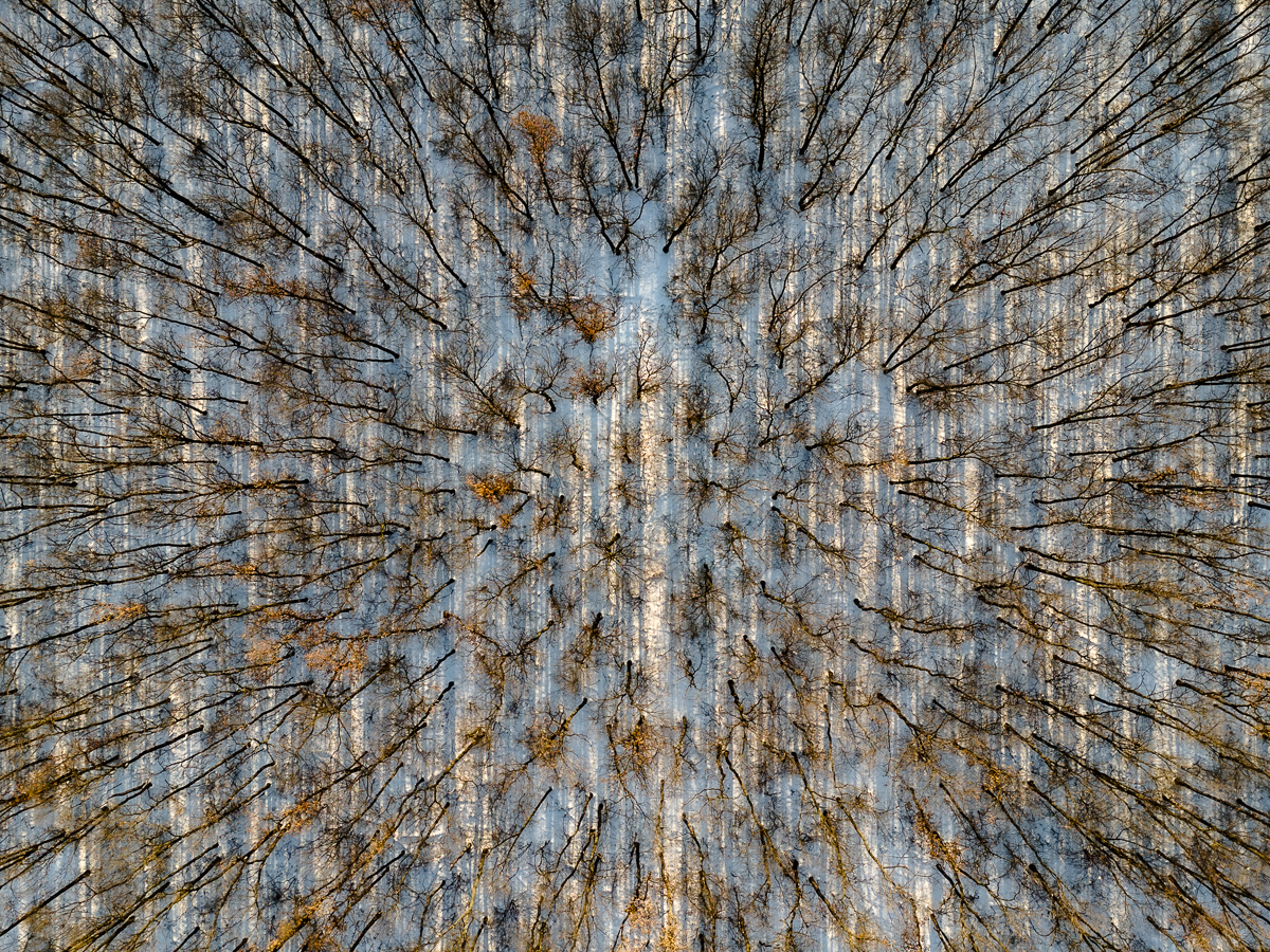 The 