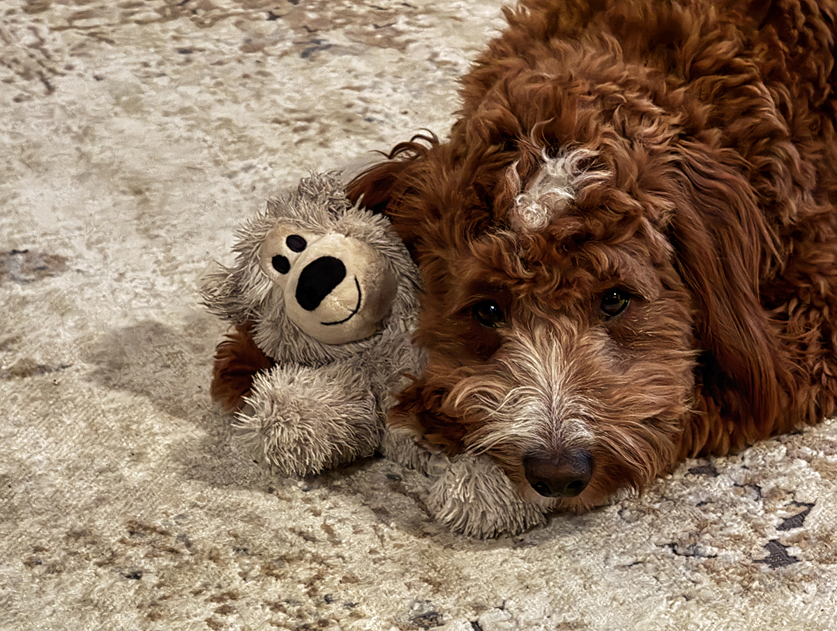 Alfie and his Teddy Bear
