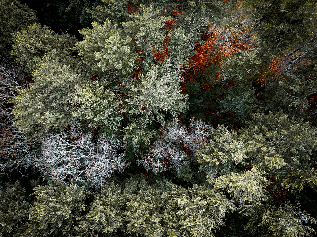 Midwinter Canopy