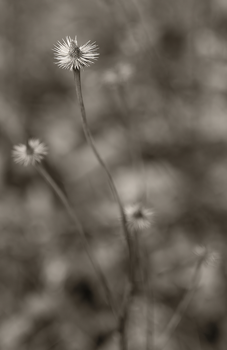 Winter Coneflowers