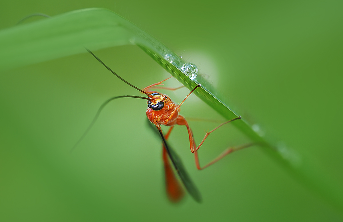 Crane Fly