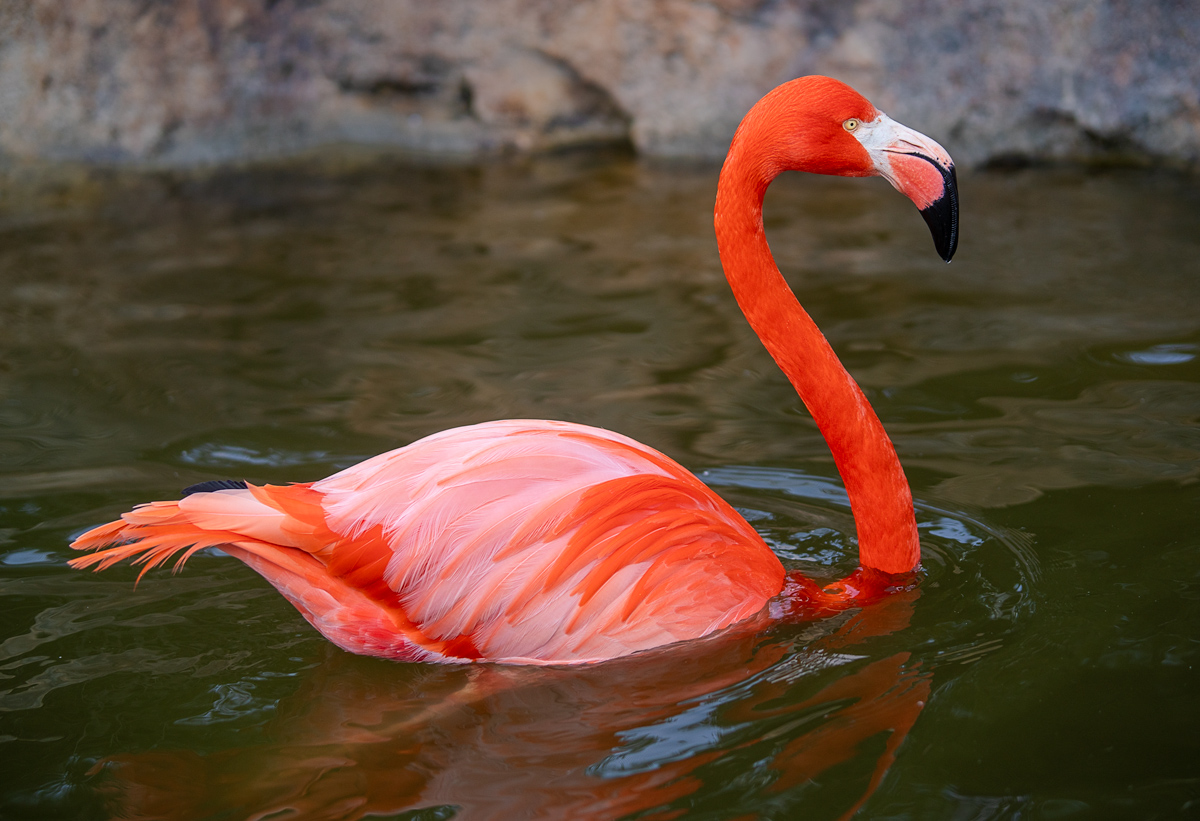 Caribbean Flamingo Swimming