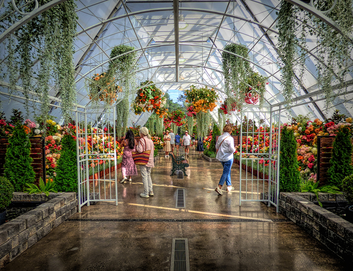 Begonia Display