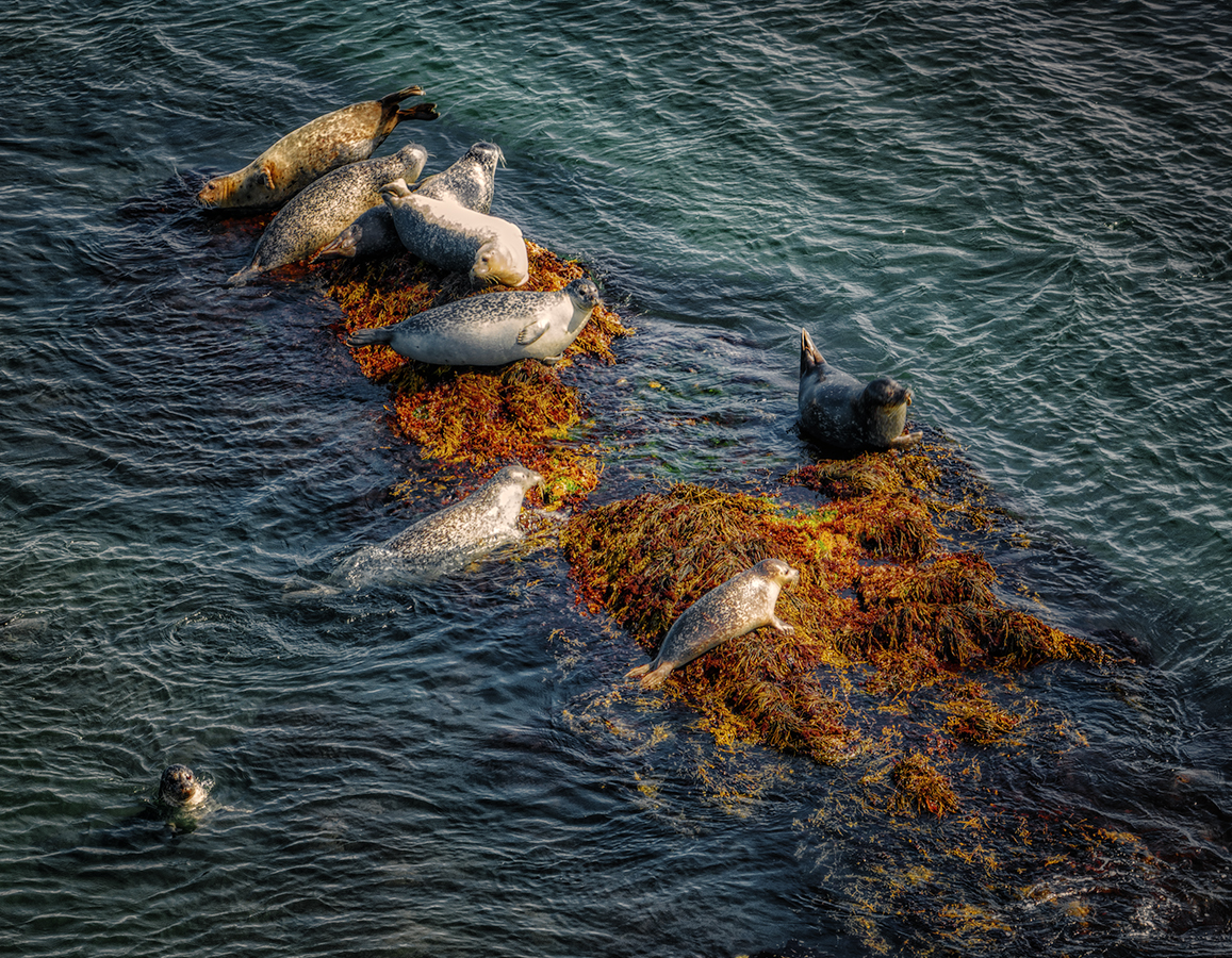 Basking Sea Lions