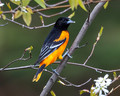 A Male Baltimore Oriole 