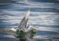Splashdown!