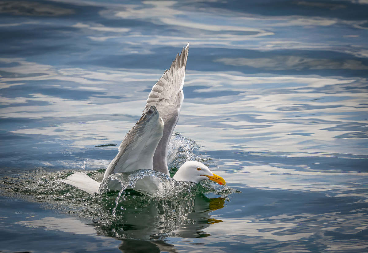 Splashdown!