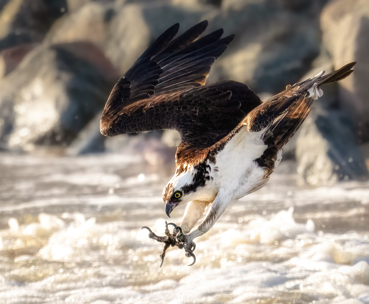 The Dive