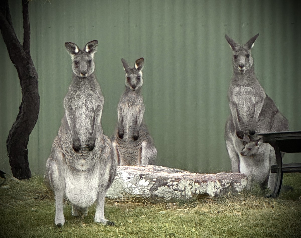 Joey and the Roo Band