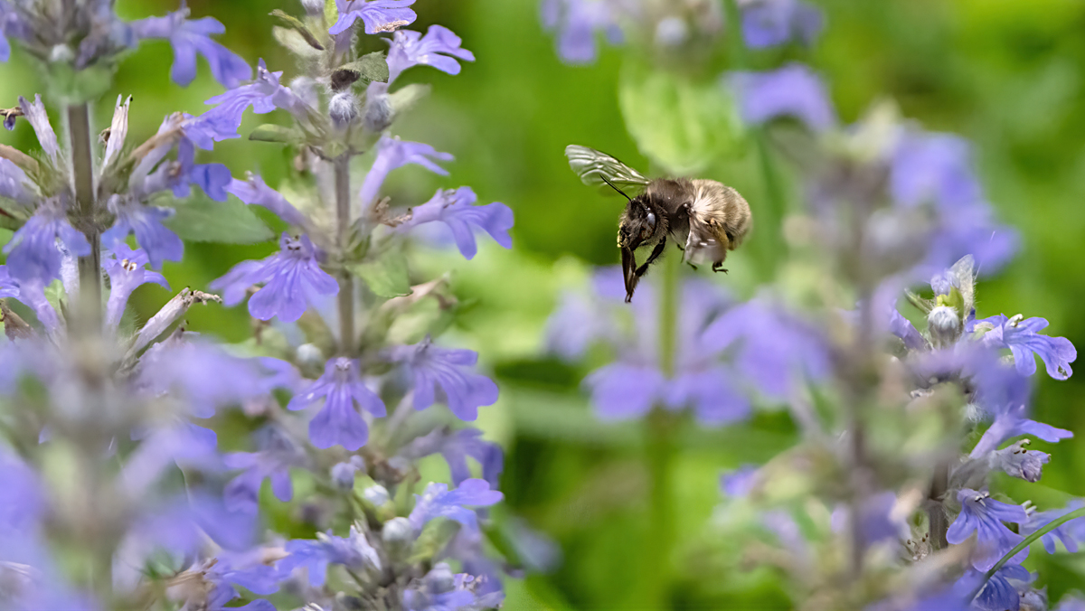 A Bee in the Ajuga