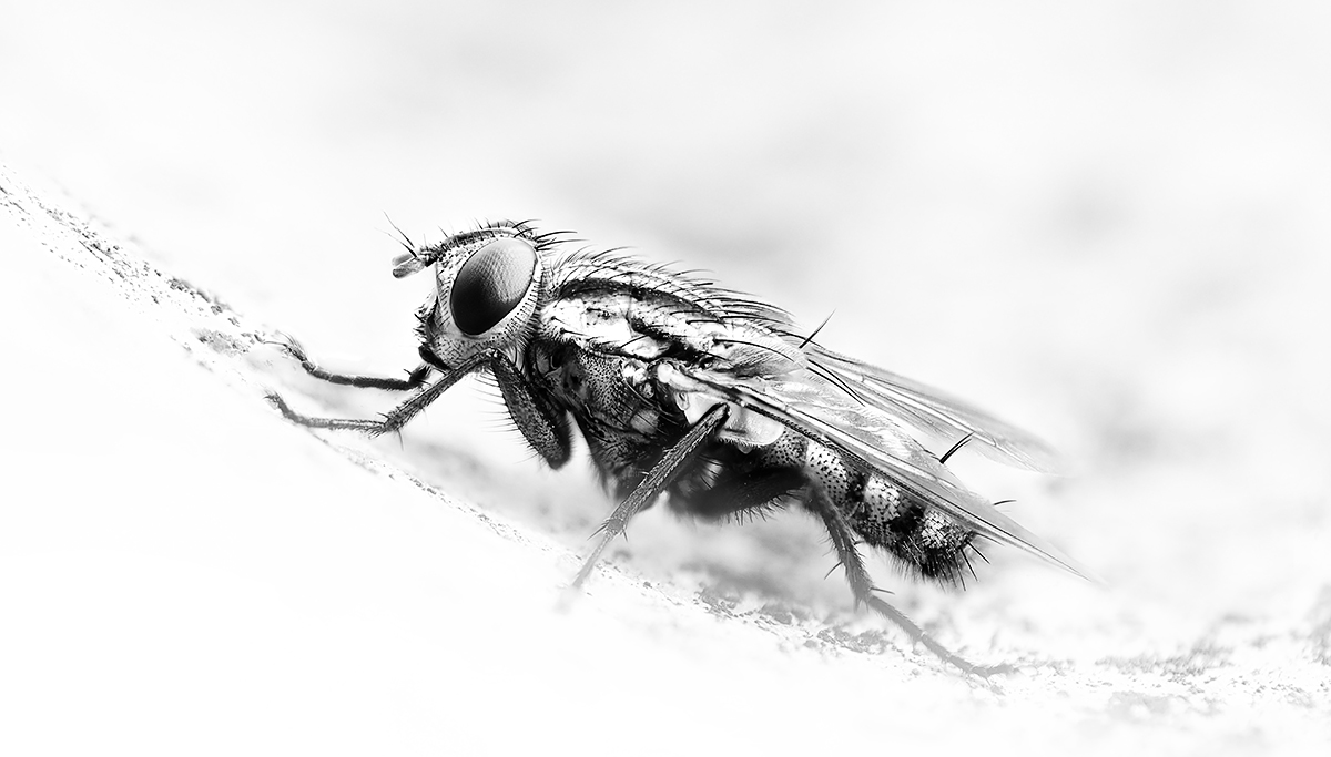 Fly in the Fog