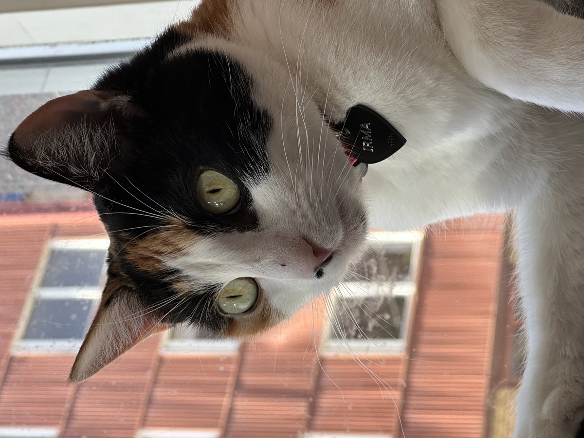 Irma 