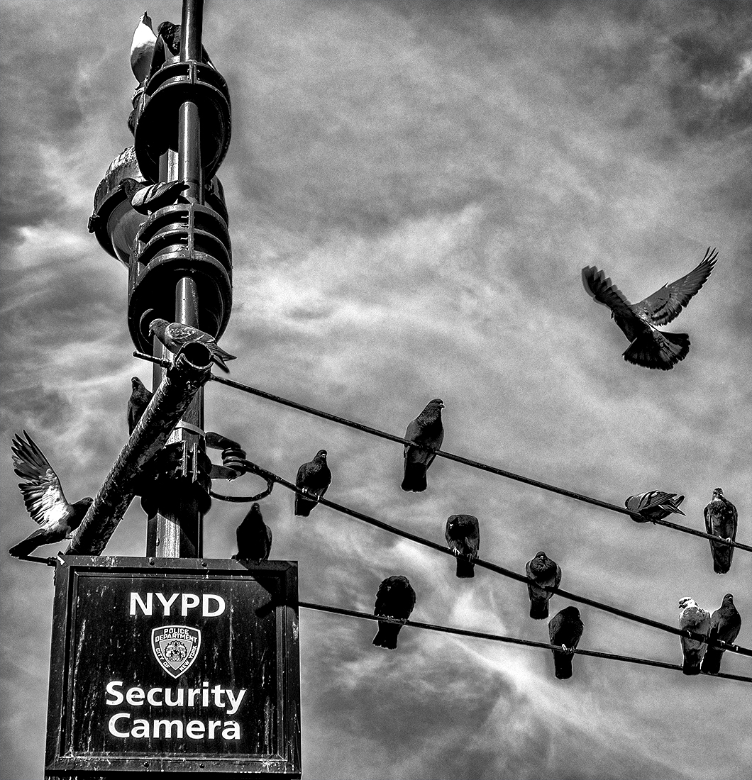 pigeon security