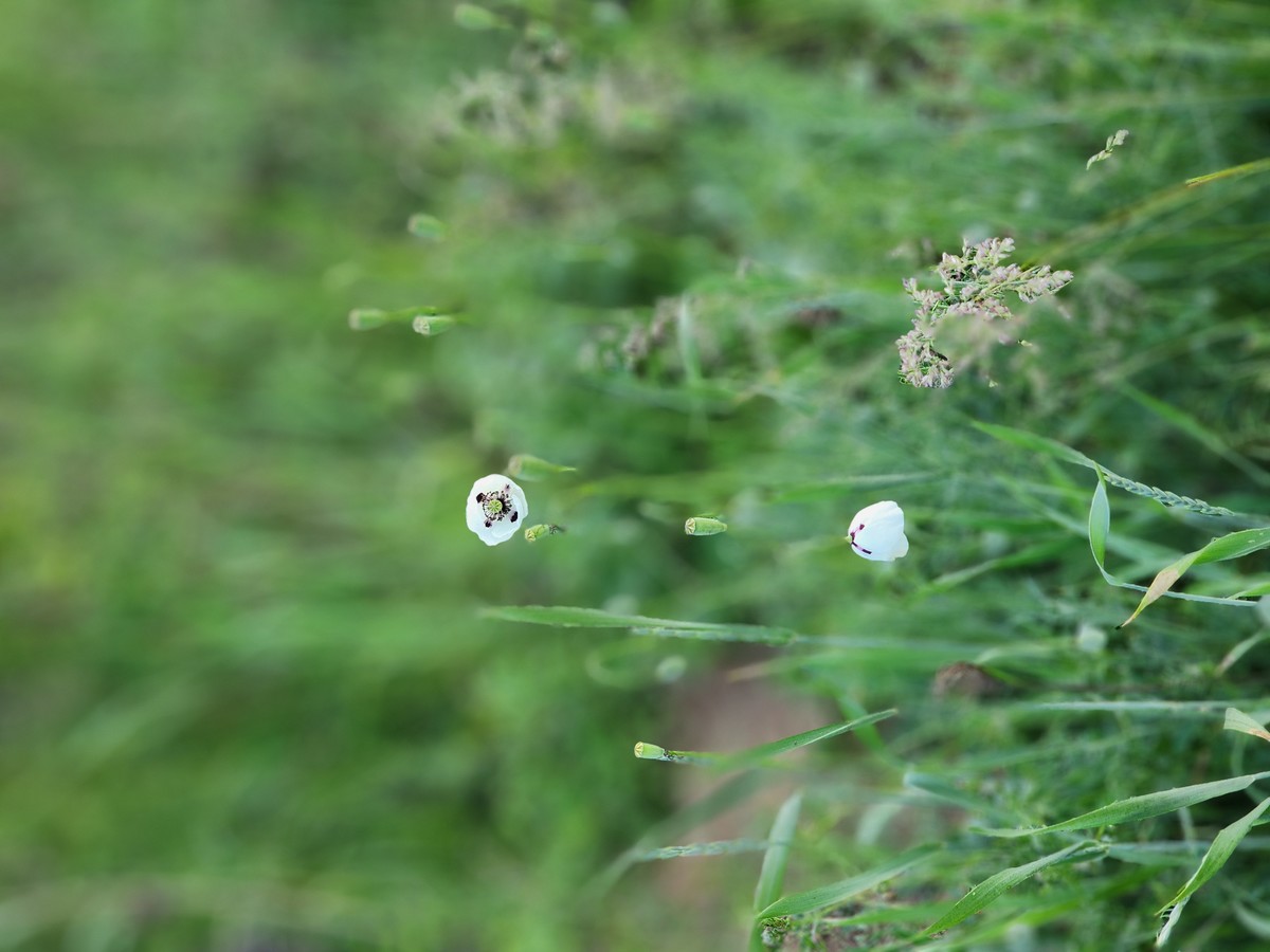 white poppy 