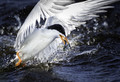 Bird in ... Flight?