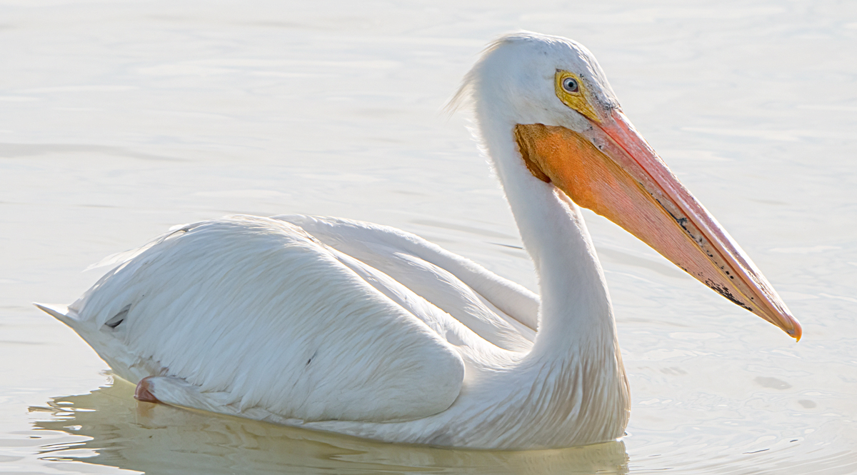 Pelican Portrait