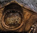 What kind of picture does a snapping turtle like??...A Shell-fie!!