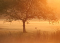 A morning to remember