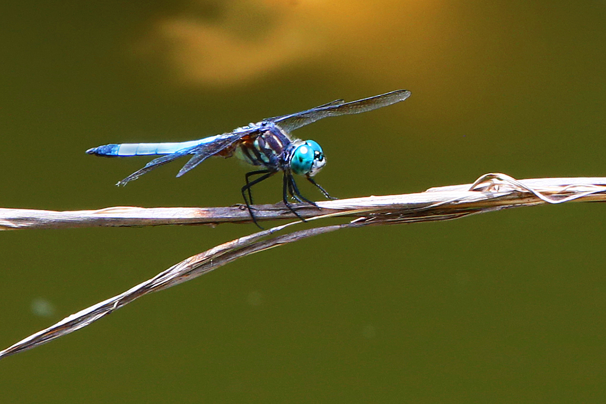 Dragonfly Charlie