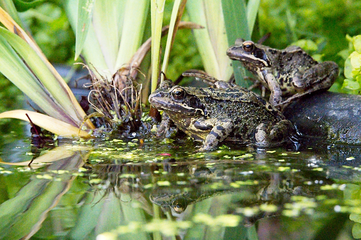 Brown Frogs