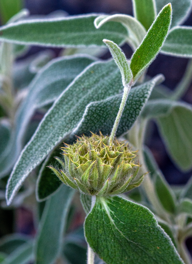 Jerusalem Sage