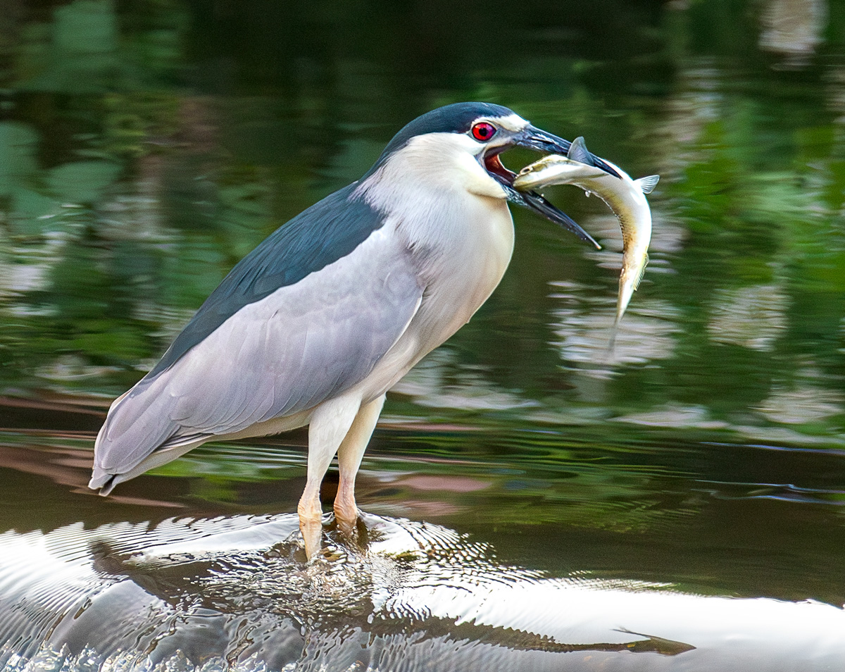 Night Heron with Catch