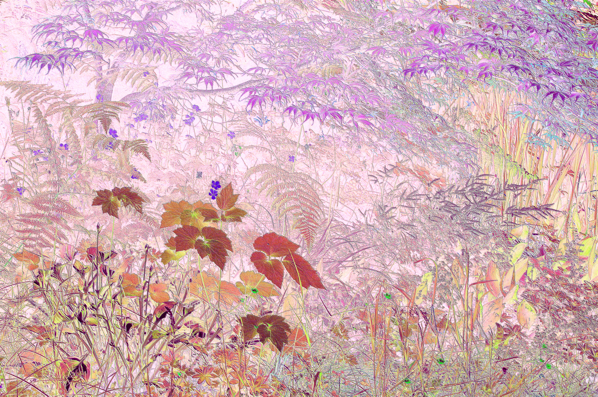 Japanese maple and friends