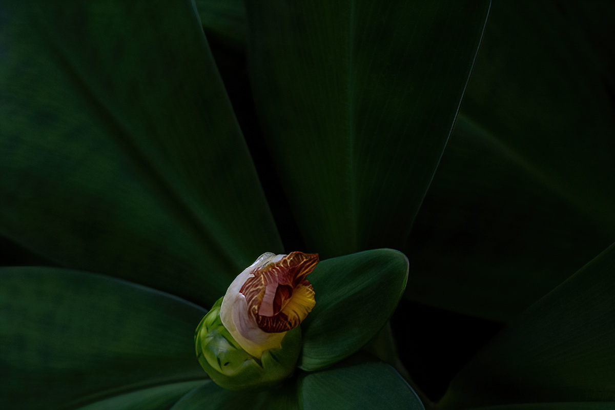 Leaf of Velvet