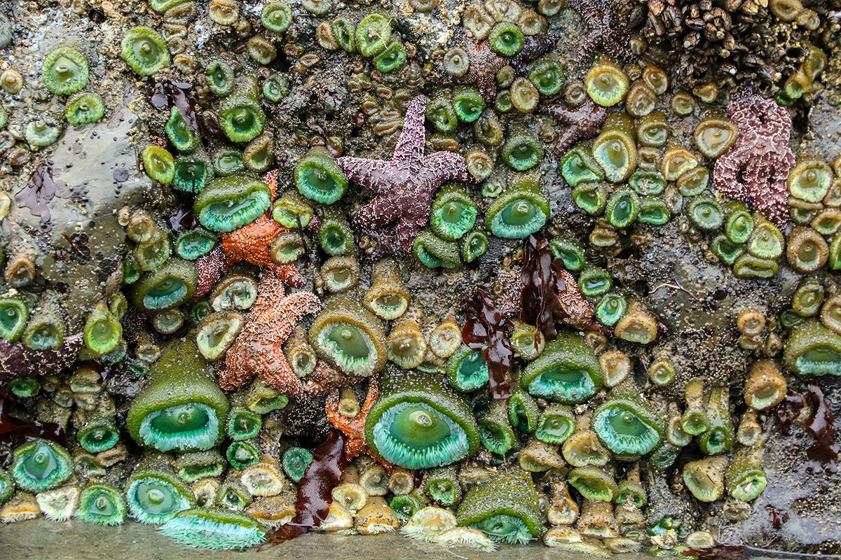 Low Tide 