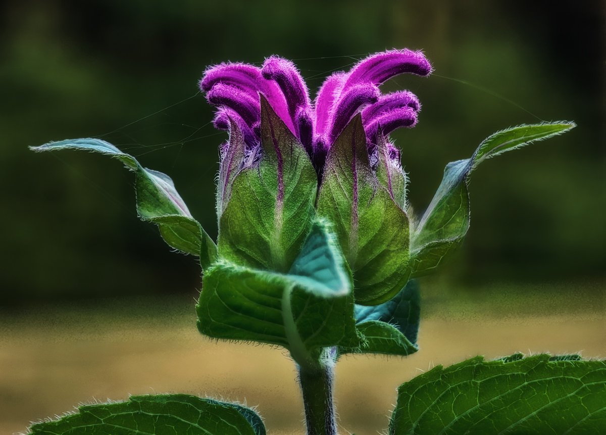 Wild Bergamot, 